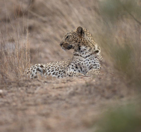 A27Graeme Stewart Female Leopard Unknown 180921 5 Final A27Graeme Stewart Female Leopard Unknown 180921 5 Final