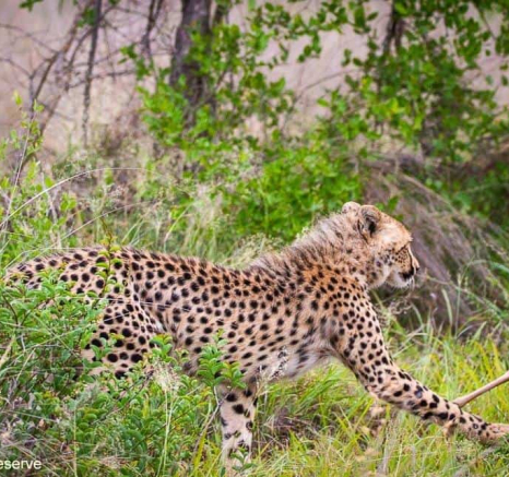 09andries Cheetah.blog 221120 7 Final 09andries Cheetah.blog 221120 7 Final