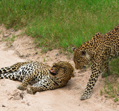 Leopards 4 Leopards 4