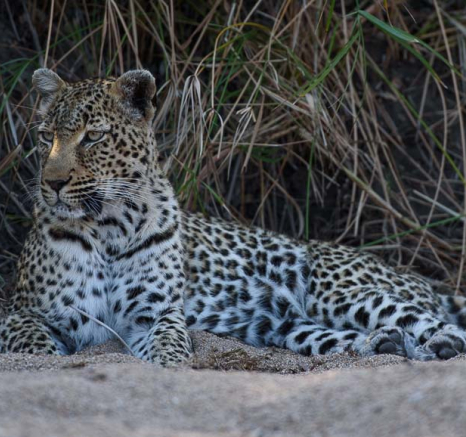 08Warthog Wallow Leopard Mike P 1 08Warthog Wallow Leopard Mike P 1