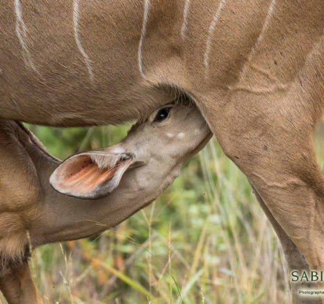 26Franscois Rosslee Kudu 03022018 Final 26Franscois Rosslee Kudu 03022018 Final