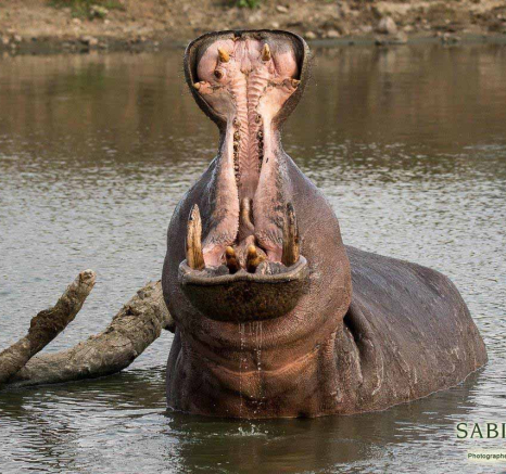 20Franscois Rosslee Hippo 20122017 2 Final 20Franscois Rosslee Hippo 20122017 2 Final