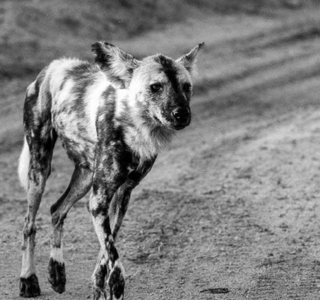 11Greg Heasman African Wild Dogs 22 05 18 3 Final 11Greg Heasman African Wild Dogs 22 05 18 3 Final
