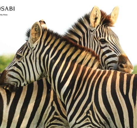 05Ally Ross Zebra Blog 04 Grooming Final