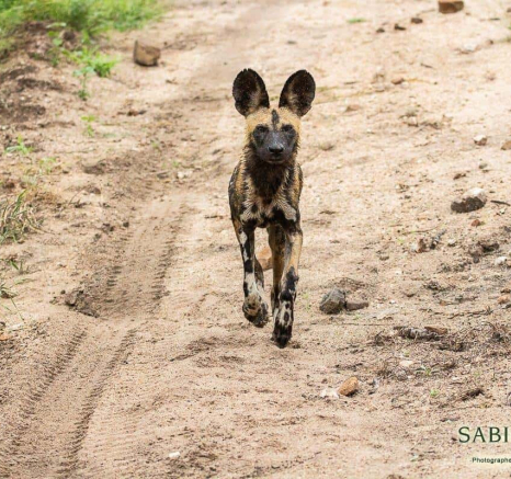 22Frederik Aucamp Wild Dogs 28 02 2019 1 Final 22Frederik Aucamp Wild Dogs 28 02 2019 1 Final