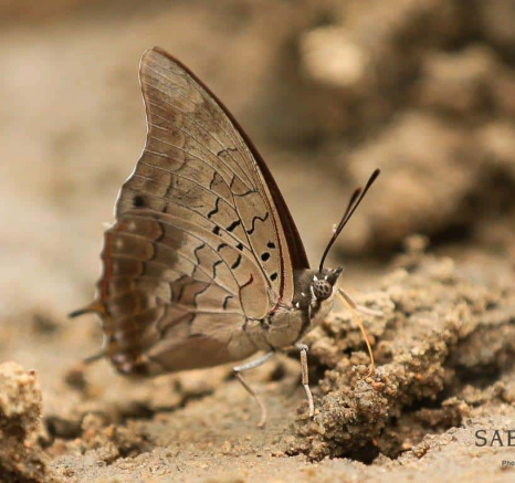 12 20190315 Ally Ross Butterfly 14 Coastal Charaxes Underwing Final 12 20190315 Ally Ross Butterfly 14 Coastal Charaxes Underwing Final