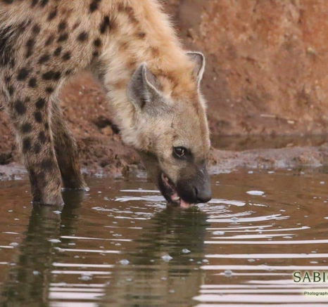 11Steff McWilliam Spotted Hyena 12062019 4 Final