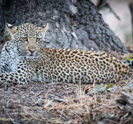 23Shaun Jenkinson Scotia And Cub On Impala Kill 08 11 2019 Final 23Shaun Jenkinson Scotia And Cub On Impala Kill 08 11 2019 Final