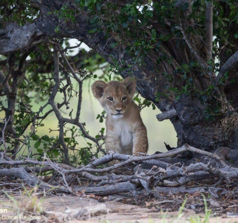 06Greg Heasman Sp And Cubs 21112020 2 Final 06Greg Heasman Sp And Cubs 21112020 2 Final