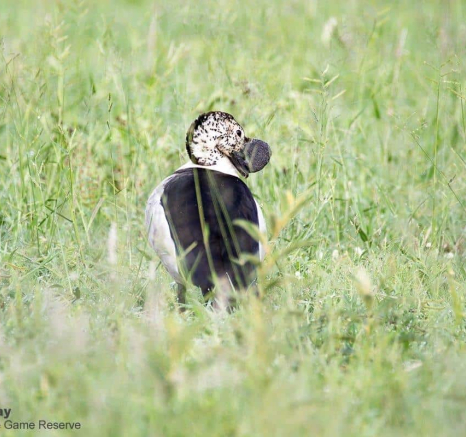 11Louise Murray Knob Billed Duck 12012020 Final