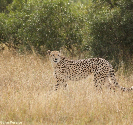 28Erin Herbst Cheetah 1 070521 Final