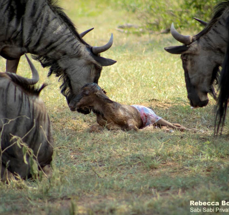 10Rebecca Boshoff Wildebeest Birth 10 10.12.2020 Final 10Rebecca Boshoff Wildebeest Birth 10 10.12.2020 Final