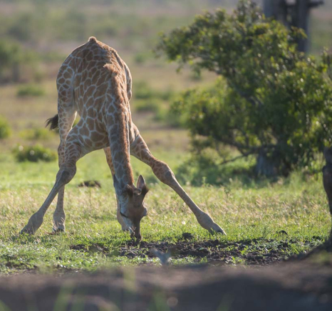 04Terry Ennever Giraffe Calf 04Terry Ennever Giraffe Calf