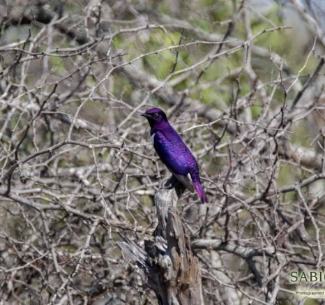 37Kevin Van Der Linde Violet Backed Starling 14112018 Final
