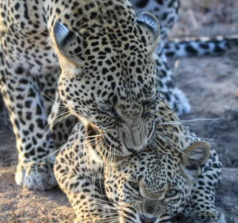 33Ally Ross 20181020 Nweti Nstumi Mating 01 Final 33Ally Ross 20181020 Nweti Nstumi Mating 01 Final