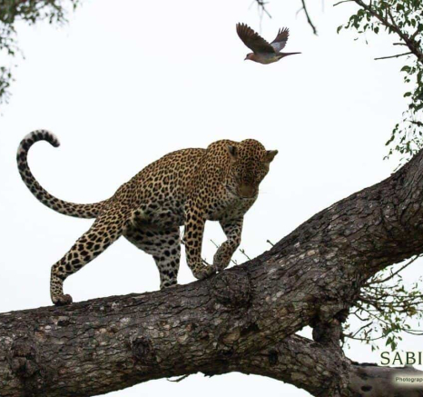 10Louise Murray Scotia 08042019 3 Final 10Louise Murray Scotia 08042019 3 Final