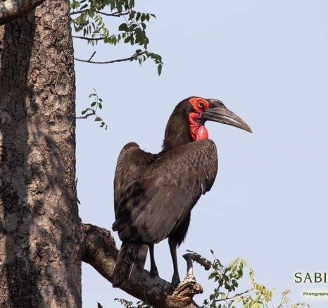 33Frederik Aucamp Southern Ground Hornbill 20 12 18 Final