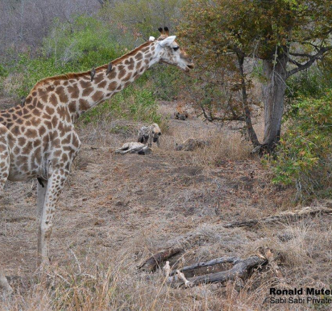 52Ronald Mutero Hyeana 31102019 15 Final 52Ronald Mutero Hyeana 31102019 15 Final