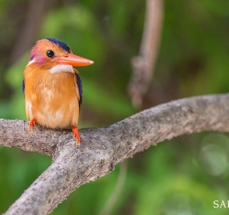 19Terry Ennever Pygmy Kingfisher Final