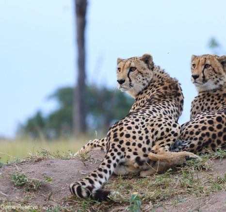 39Marco Vietti Cheetah 1 250321 Final 39Marco Vietti Cheetah 1 250321 Final