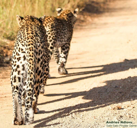 26andries.ndlovu Leopard.schotiacub 10.2.20 1 Final