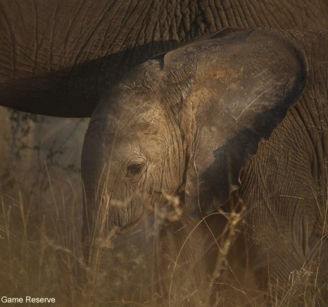 A24Ally Ross 20220828 Baby Elephant 02 Final A24Ally Ross 20220828 Baby Elephant 02 Final