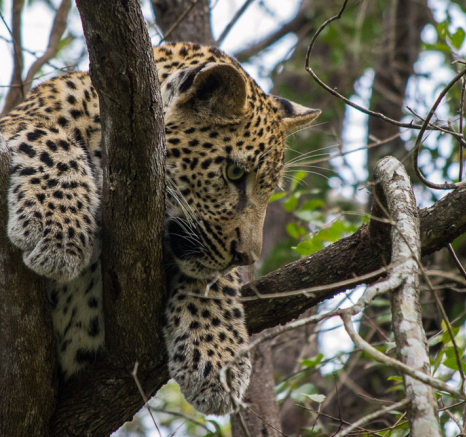 Tortillis Young Male 3