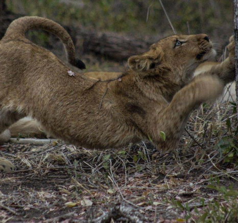 26Tayla McCurdy Lion Cubs 12 June 16 1 26Tayla McCurdy Lion Cubs 12 June 16 1