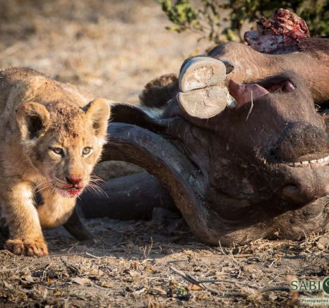 03Terry Ennever Hunger Games Final