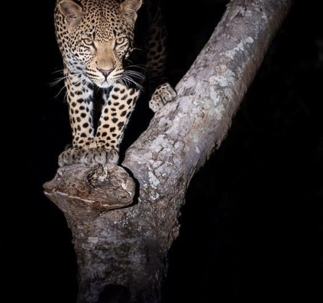 28Terry Ennever White Dam Male 28317 3 Final 28Terry Ennever White Dam Male 28317 3 Final