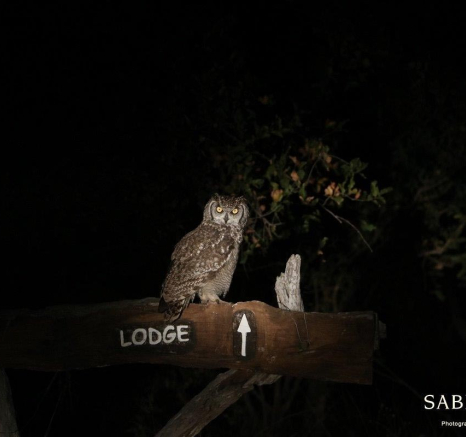 39Conrad Zeelie Spotted Eagle Owl Final