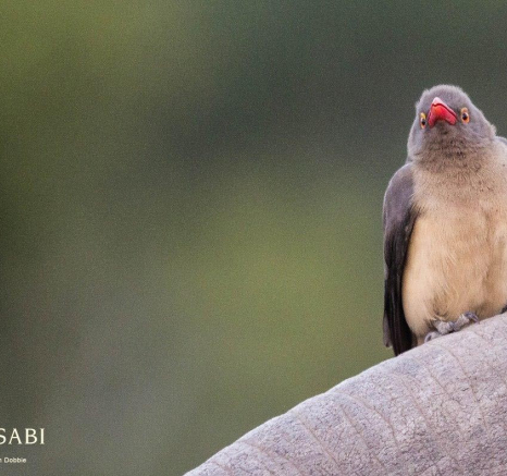 34Kevan Dobbie RB Oxpecker 001 Final