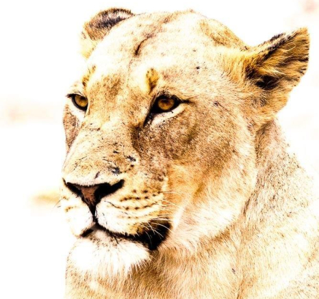 19Greg Heasman Kumbula 2 Final