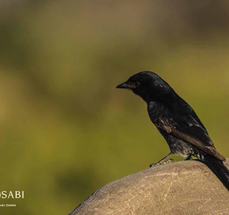 41Kevan Dobbie Fork Tailed Drongo 2707 Final 41Kevan Dobbie Fork Tailed Drongo 2707 Final
