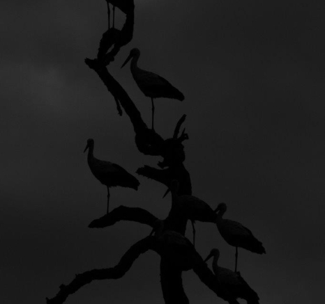 12Kevin Van Der Linde White Stork Migrant Europe 24022019 Final 12Kevin Van Der Linde White Stork Migrant Europe 24022019 Final