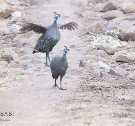 04Frederik Aucamp Helmeted Guineafowl 16 05 2019 3 Final