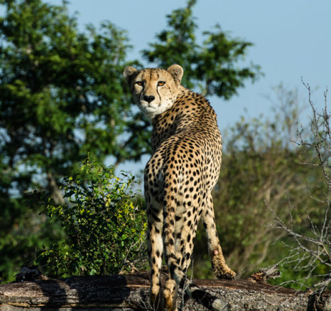 Cheetah Rich Cheetah Rich