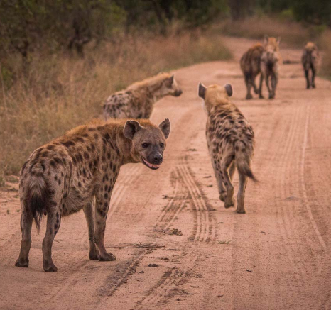 05ranscois Rosslee Hyenas1 1 Of 1 05ranscois Rosslee Hyenas1 1 Of 1