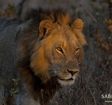 28Sheldon Hooper Tsalala 23 06 17 2 Final