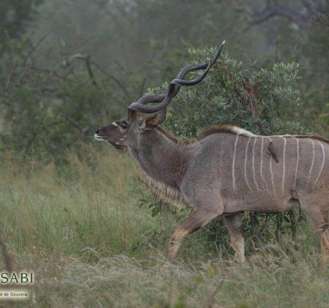 37Richard De Gouveia Kudu 2 Final 37Richard De Gouveia Kudu 2 Final