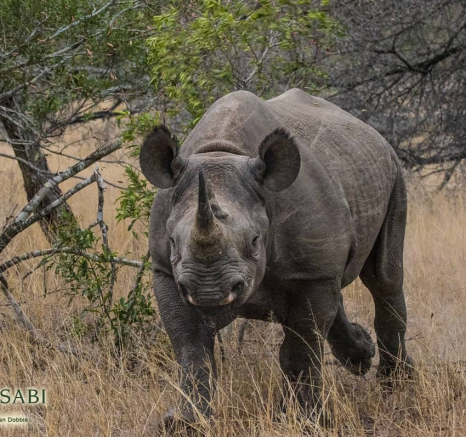 04Kevan Dobbie Black Rhino 291018 2 Final