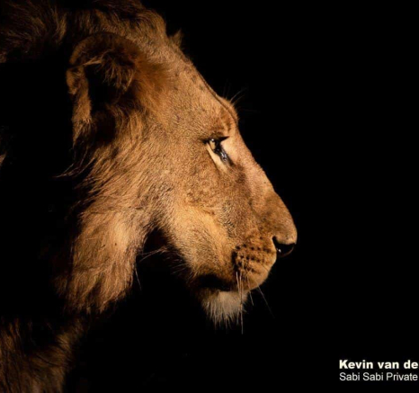 26Kevin Van Der Linde Lions SP 27092019 2 Final 26Kevin Van Der Linde Lions SP 27092019 2 Final
