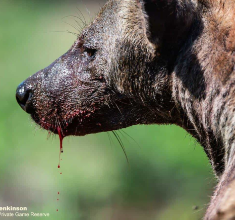23Shaun Jenkinson Hyena And White Dam On Buff Killl 18 12 2019 Final 23Shaun Jenkinson Hyena And White Dam On Buff Killl 18 12 2019 Final