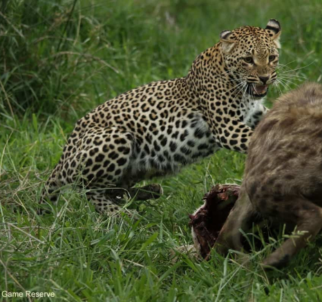 05Ally Ross 20201111 Blog Ntsumi Hyena 01 Final 05Ally Ross 20201111 Blog Ntsumi Hyena 01 Final