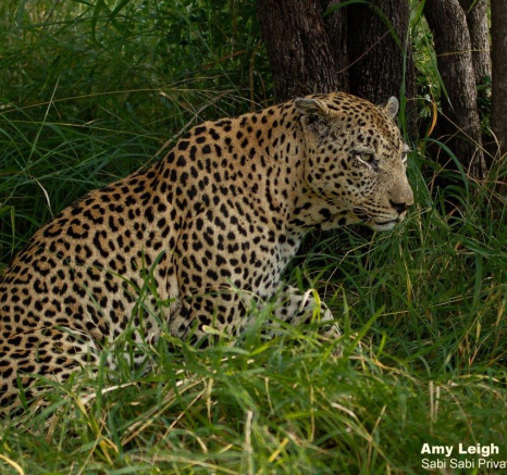 35Amy Leigh Leopard Xovo 1 280321 Final 35Amy Leigh Leopard Xovo 1 280321 Final