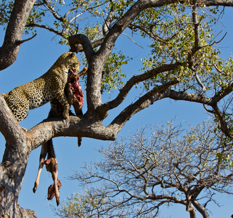 Arboreal Acrobat 13 Arboreal Acrobat 13
