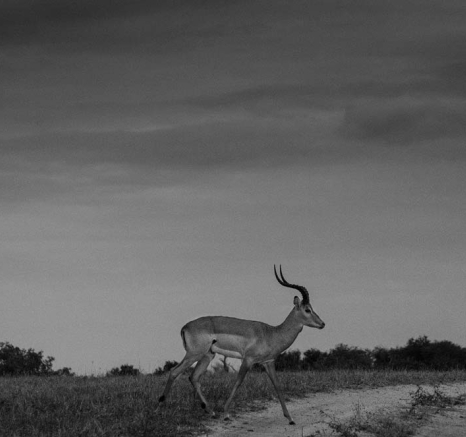 Steve WB Impal Steve WB Impal