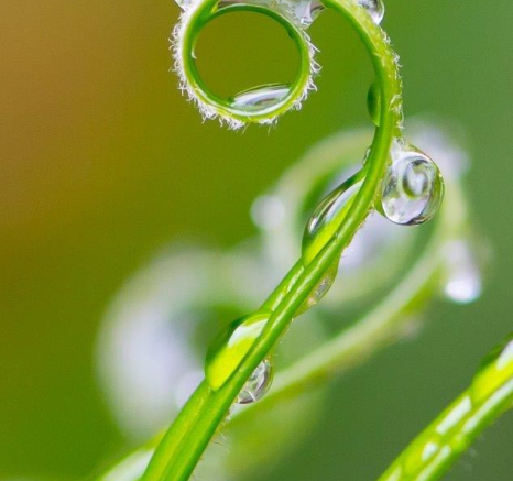 14Terry Ennever Rain Macro Final 14Terry Ennever Rain Macro Final