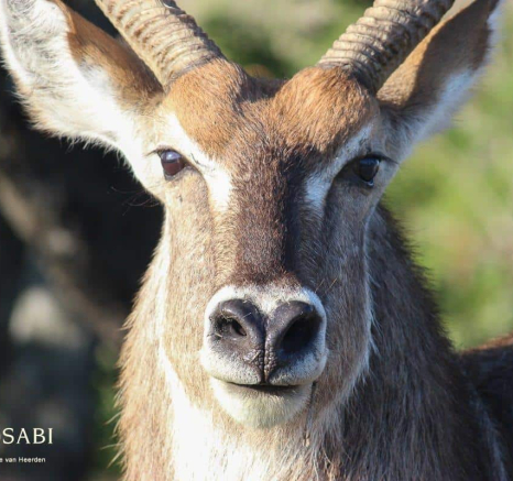 36Renche Van Heerden Waterbuck 18 11 2018 Final 36Renche Van Heerden Waterbuck 18 11 2018 Final