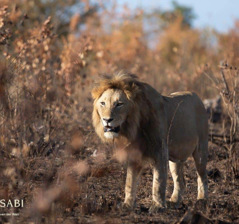 17Tyron Van Der Walt Male Lion 10062019 7 Final 17Tyron Van Der Walt Male Lion 10062019 7 Final